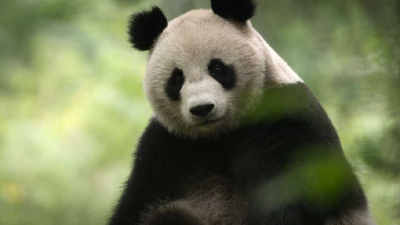AR - China Nature's Ancient Kingdom 0