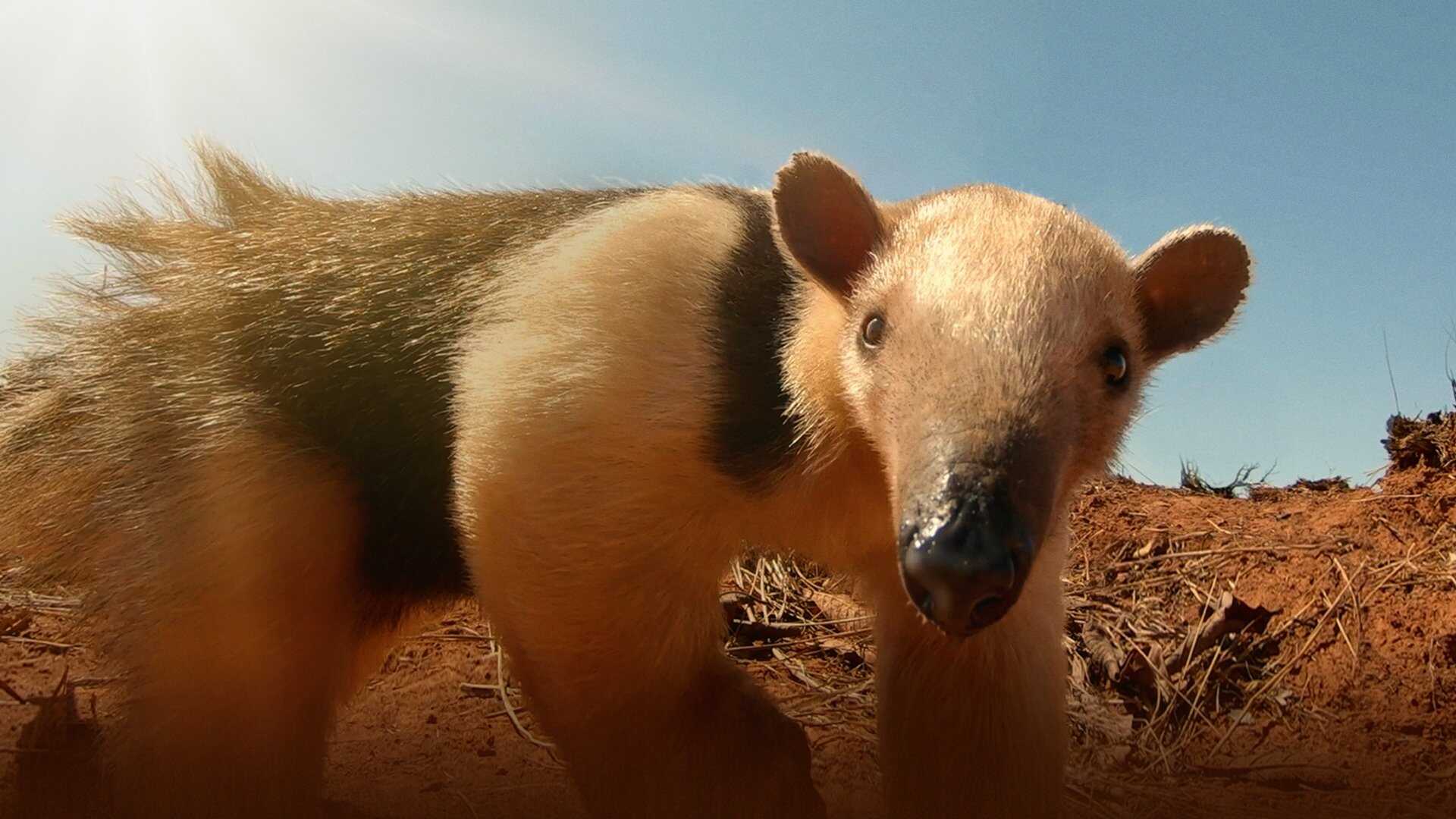 D+ - South America's Weirdest Animals 0