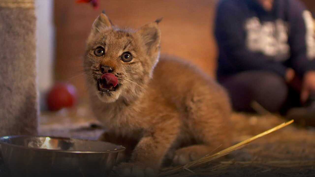 EN - Alaska Animal Rescue (2020) 0