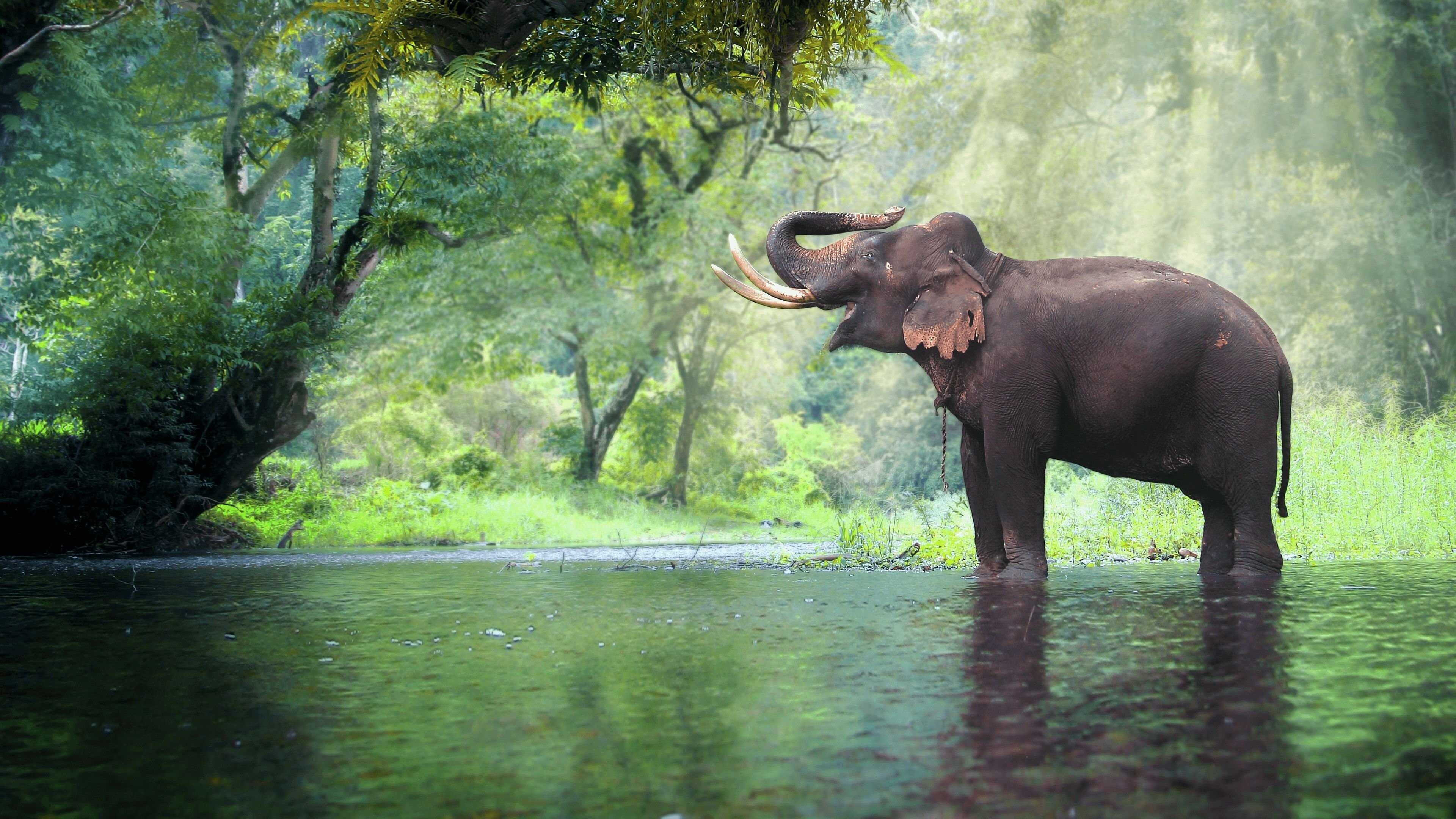 D+ - Thailand's Wild Side 0