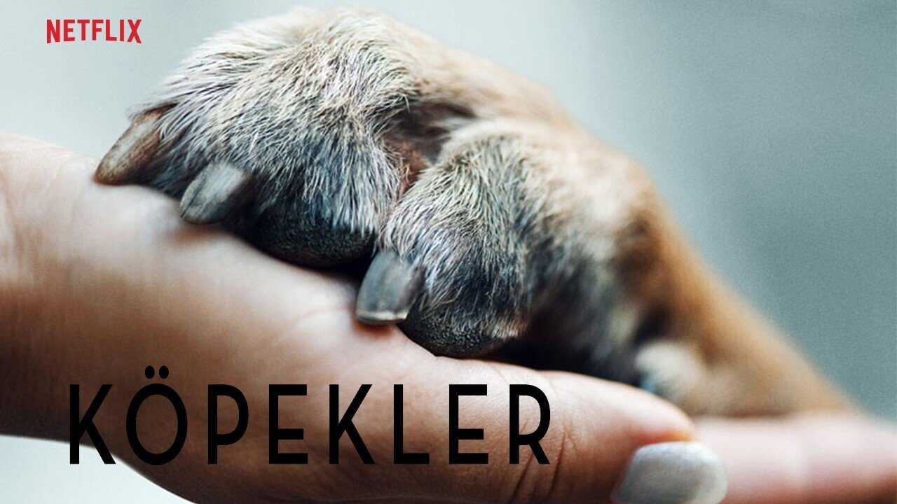 FR - Nos amis les chiens 3