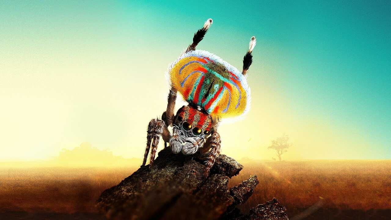 PL - Magical Land of Oz 0