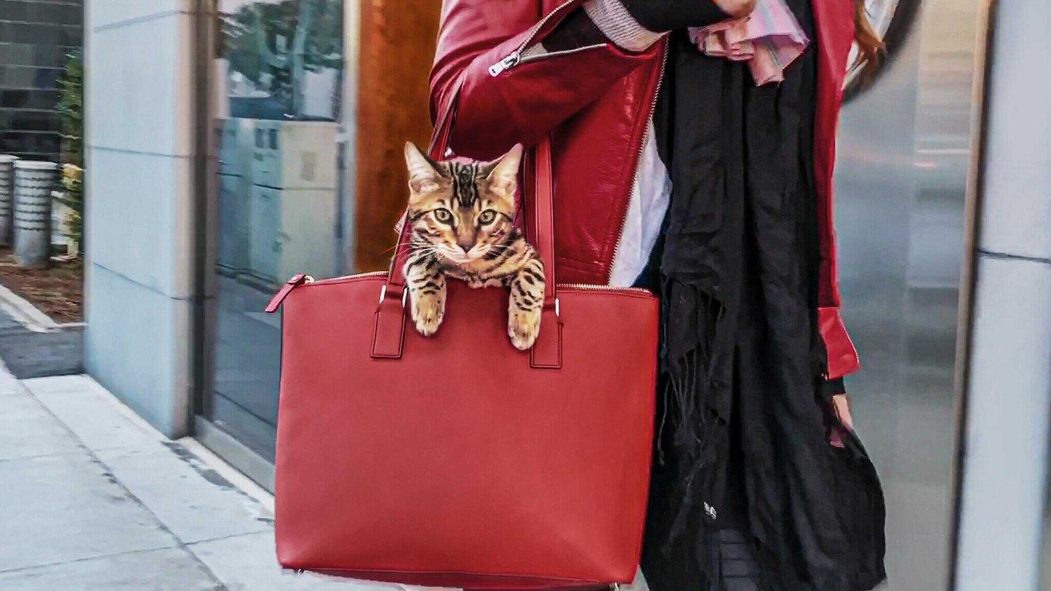 NF - Cat People 0