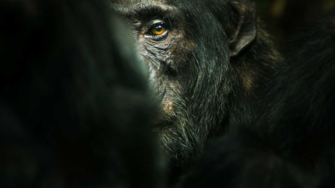 [SE] Chimp Empire 1