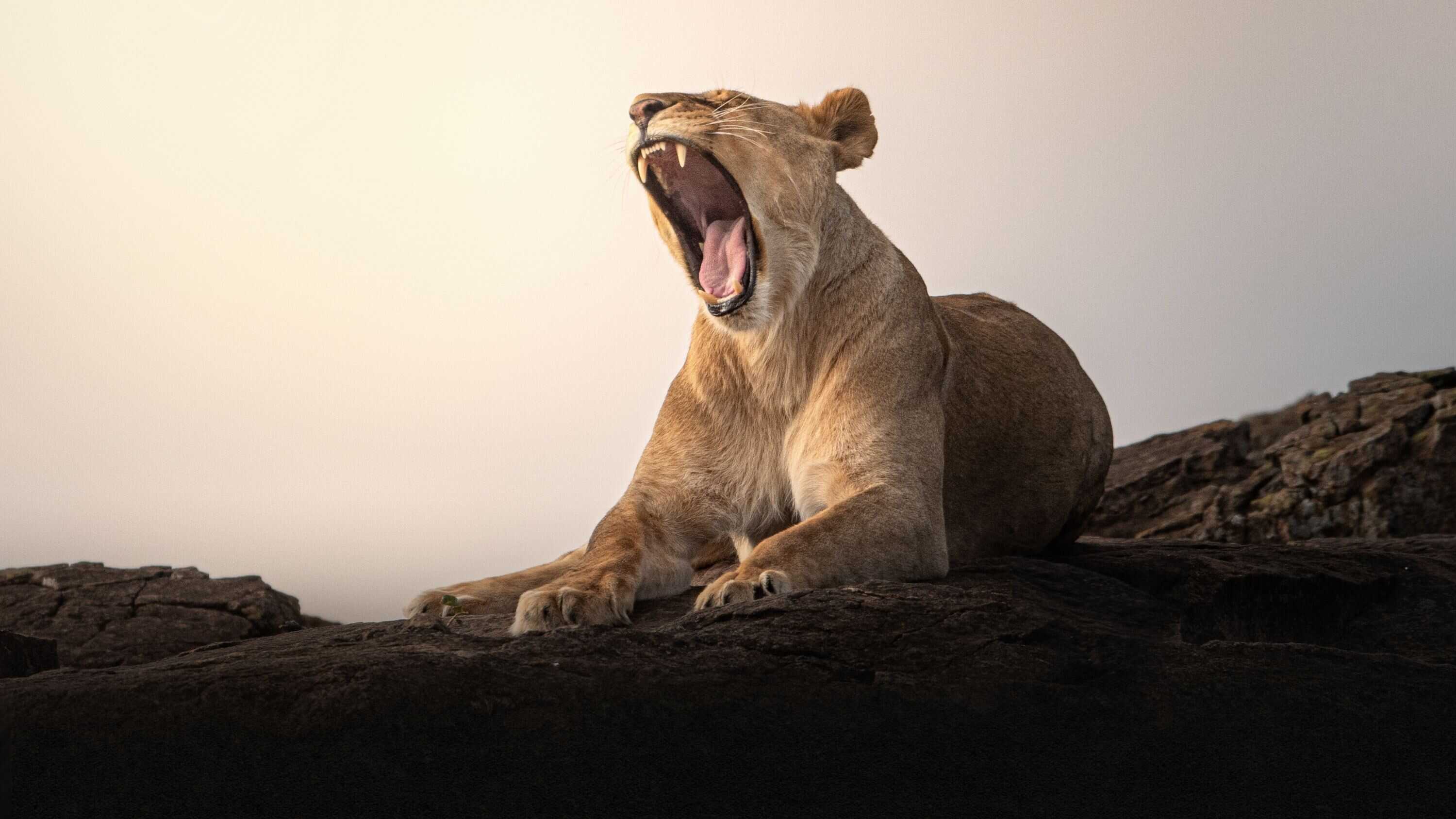 EN - Lion Kingdom (2017) 0
