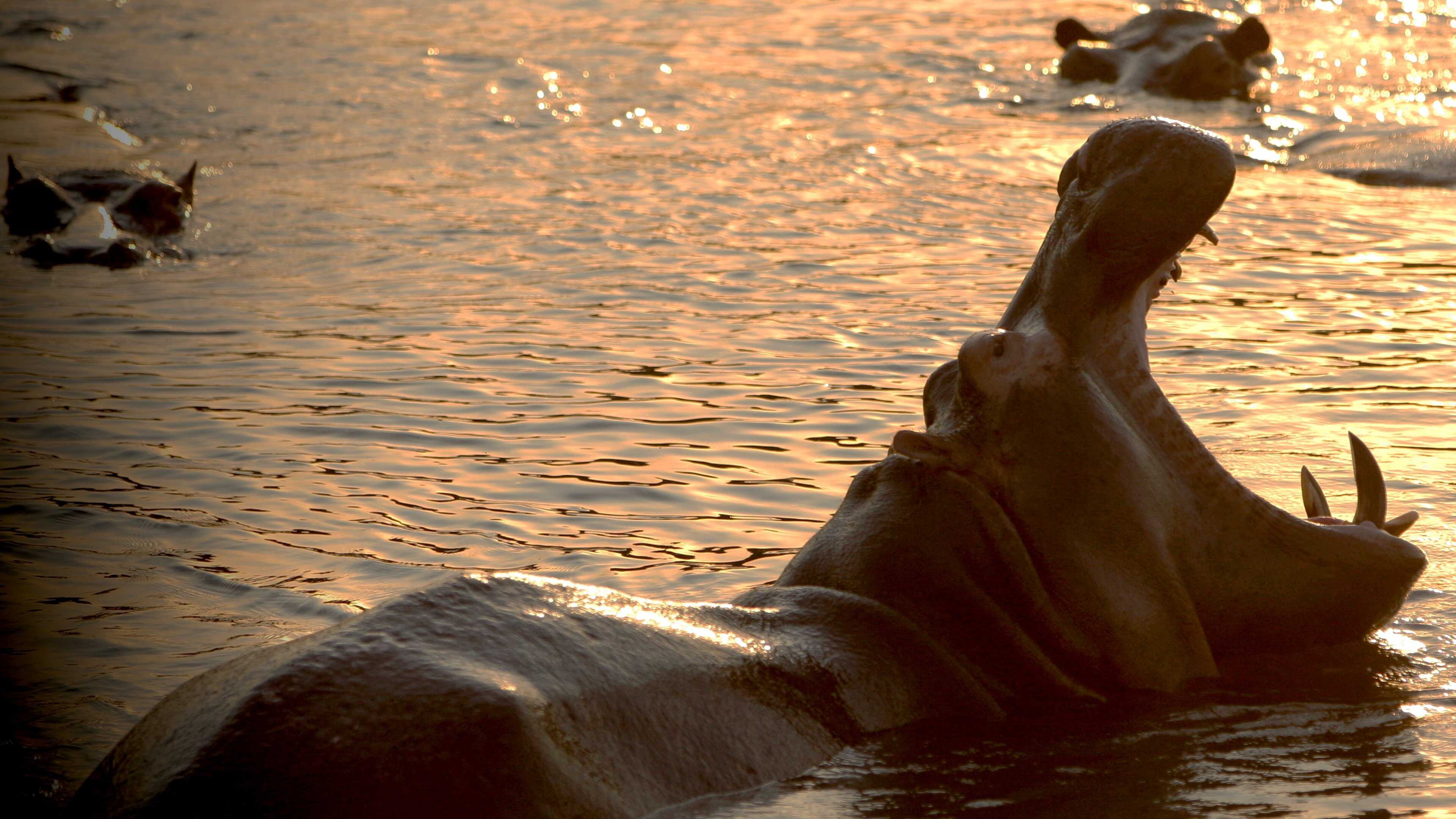EN - Wild Congo (2014) 0