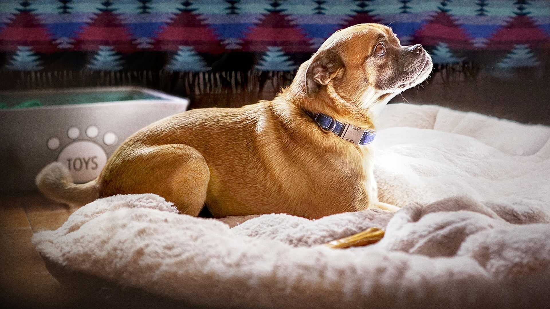 FR - It's Bruno! 0