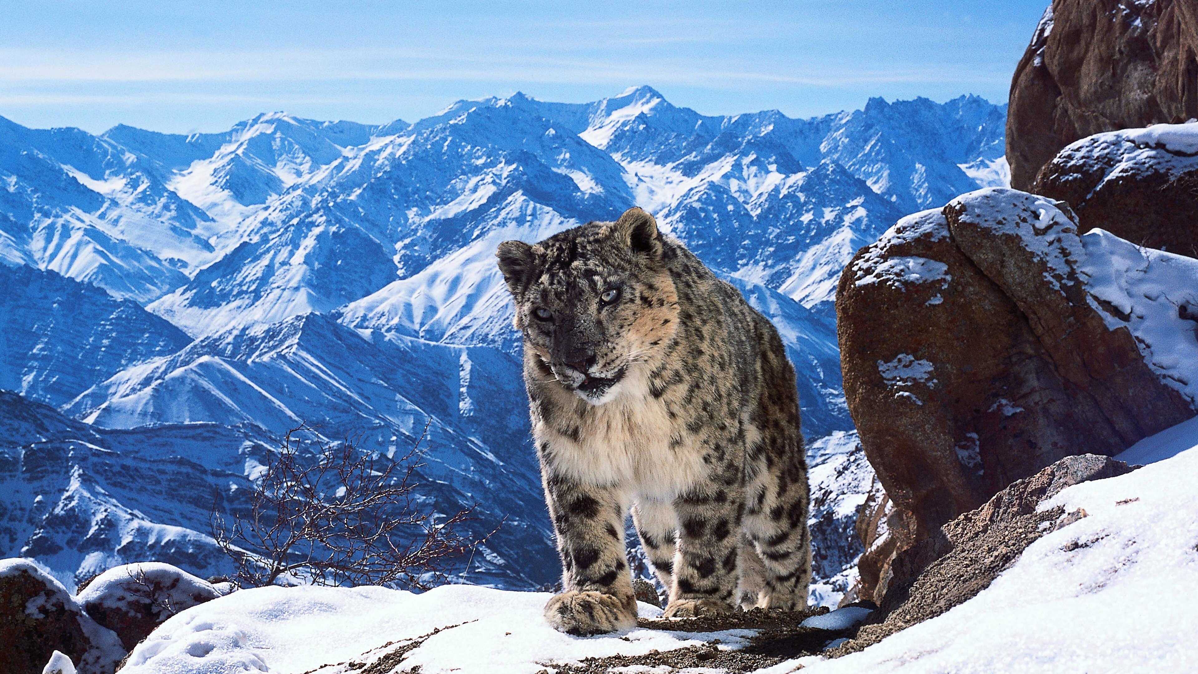 EN - Planet Earth II (2016) 0