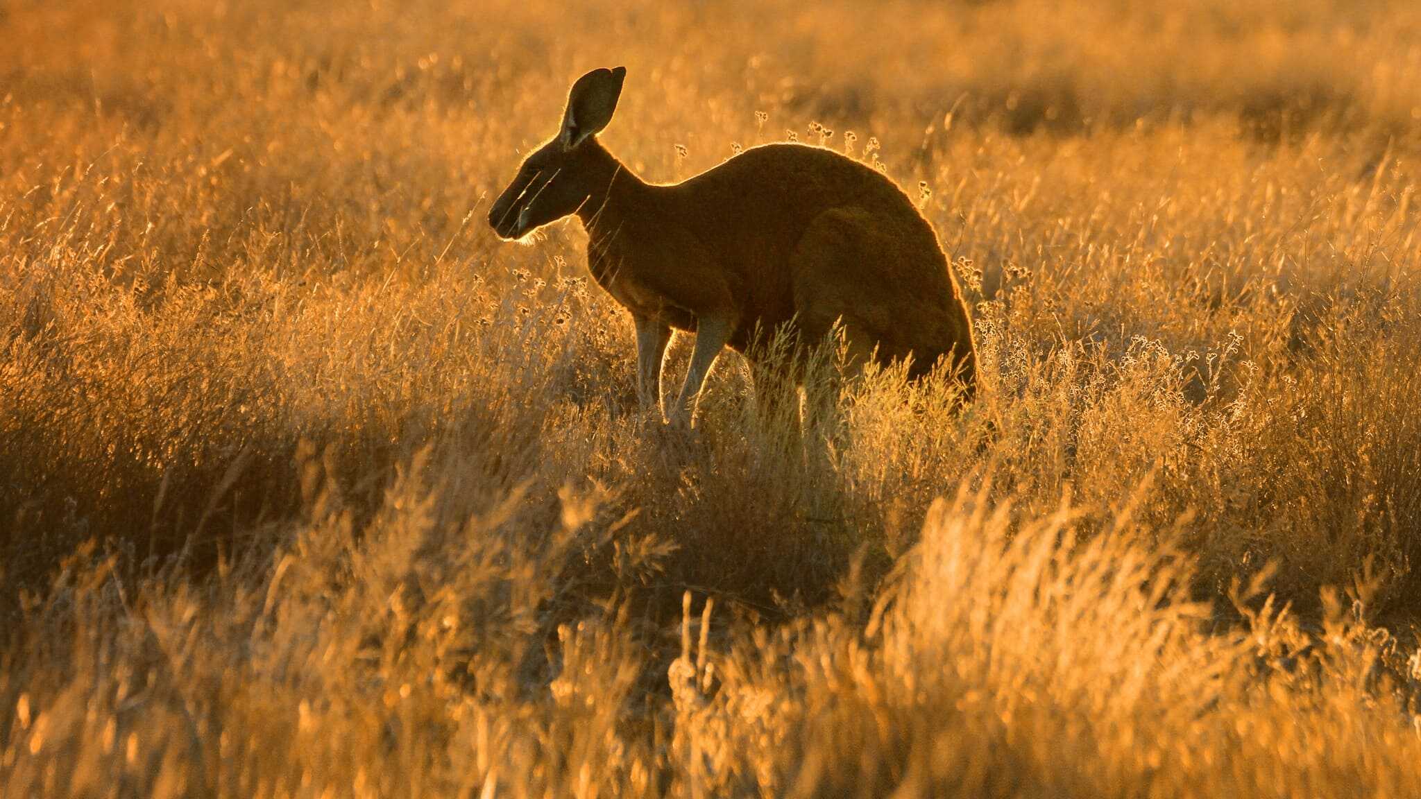 EN - Wild Australia (2014) 0