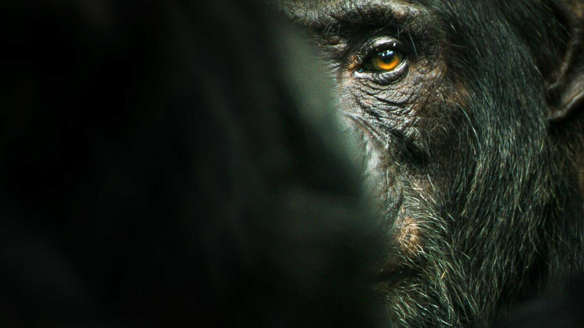 [SE] Chimp Empire 2