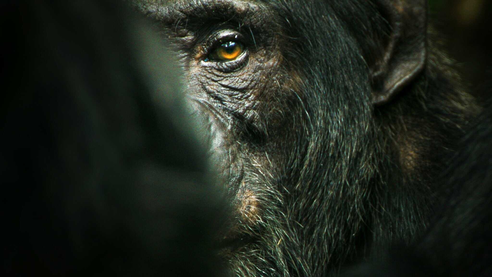 [SE] Chimp Empire 0