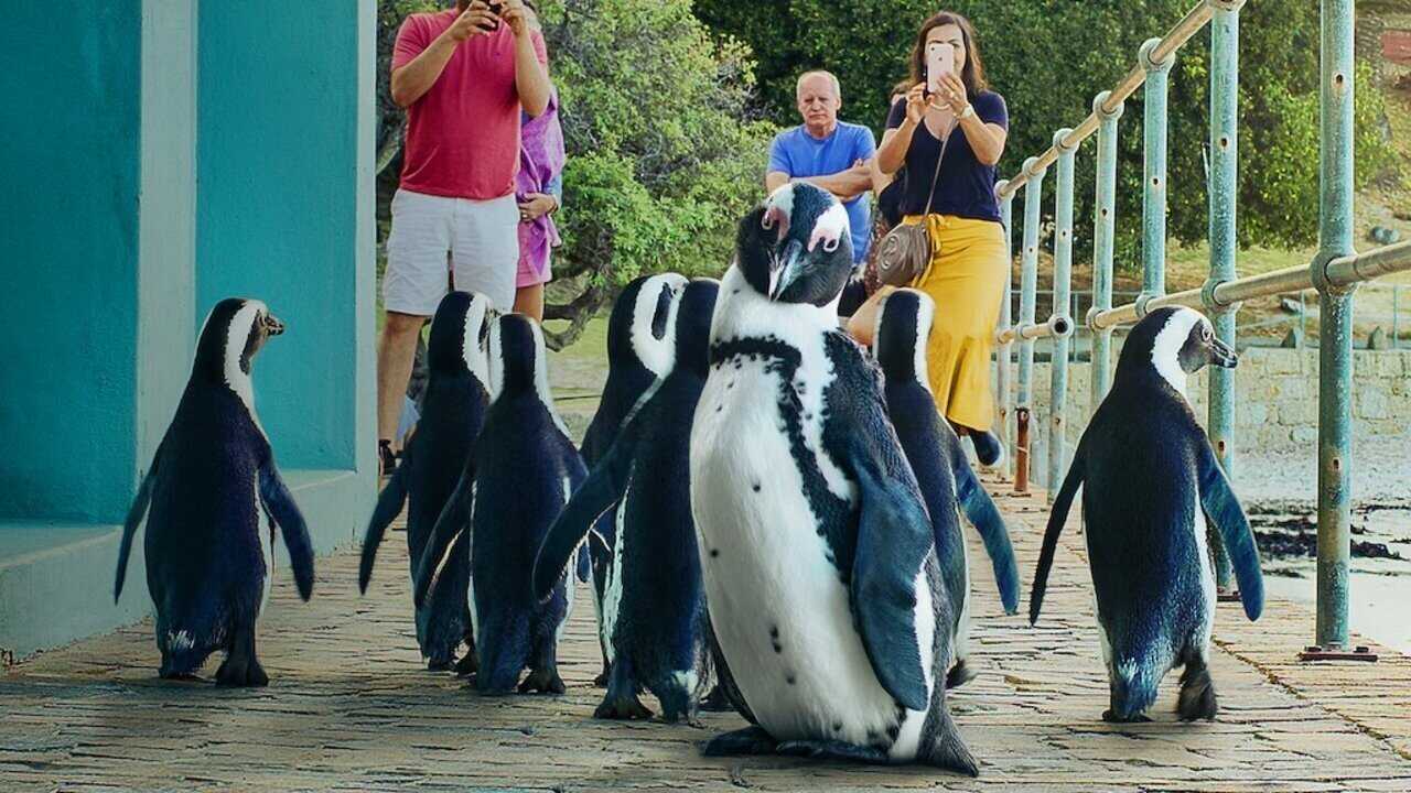 NF - Penguin Town (2021) 0