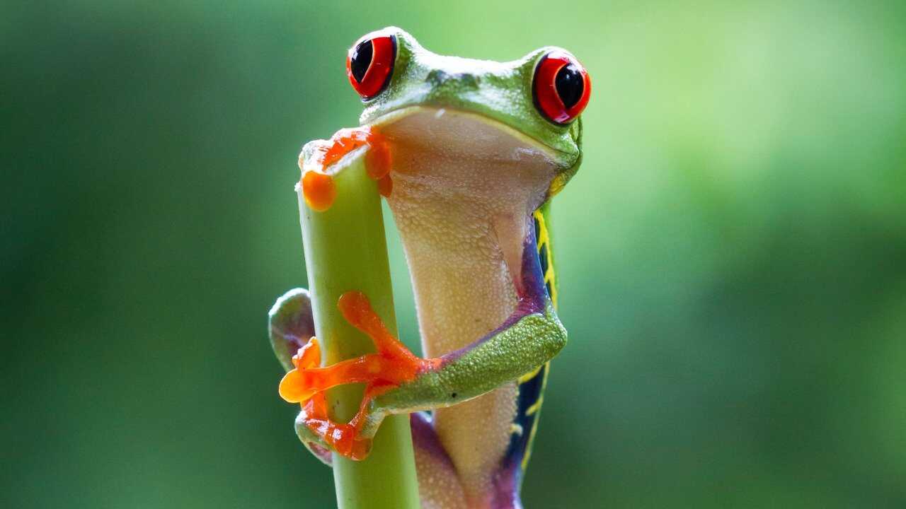EN - Planet Earth II 4K (2016) 4