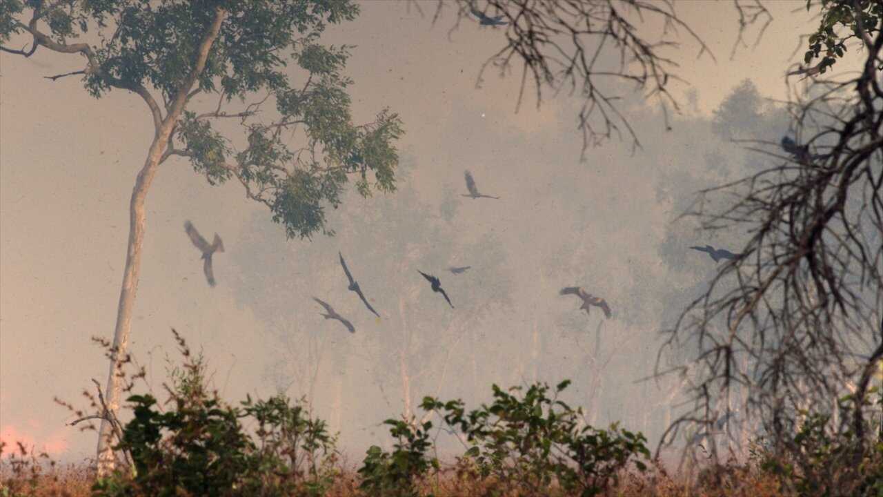 FR - Une année sauvage autour de la terre 0