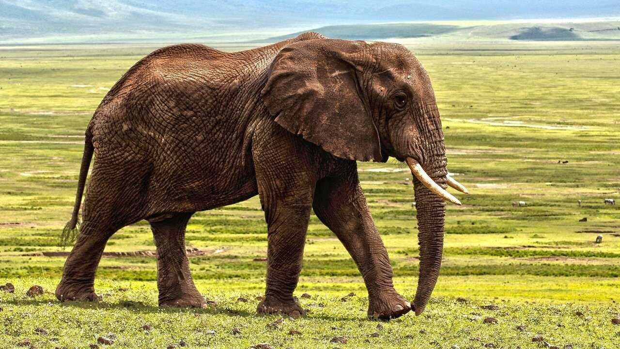 EN - Secrets Of The Elephants 4K (2023) 1