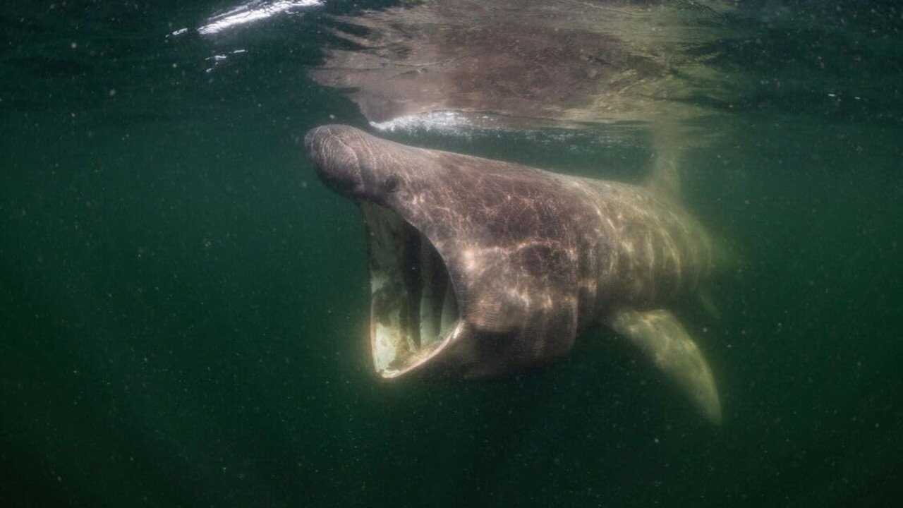 NL - DE WILDE NOORDZEE (2025) 0