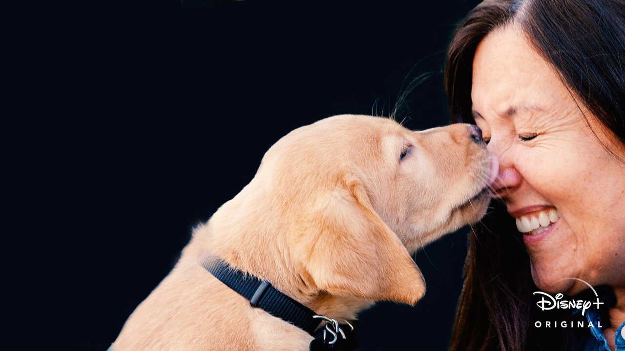 D+ - Pick of the Litter (US) 3