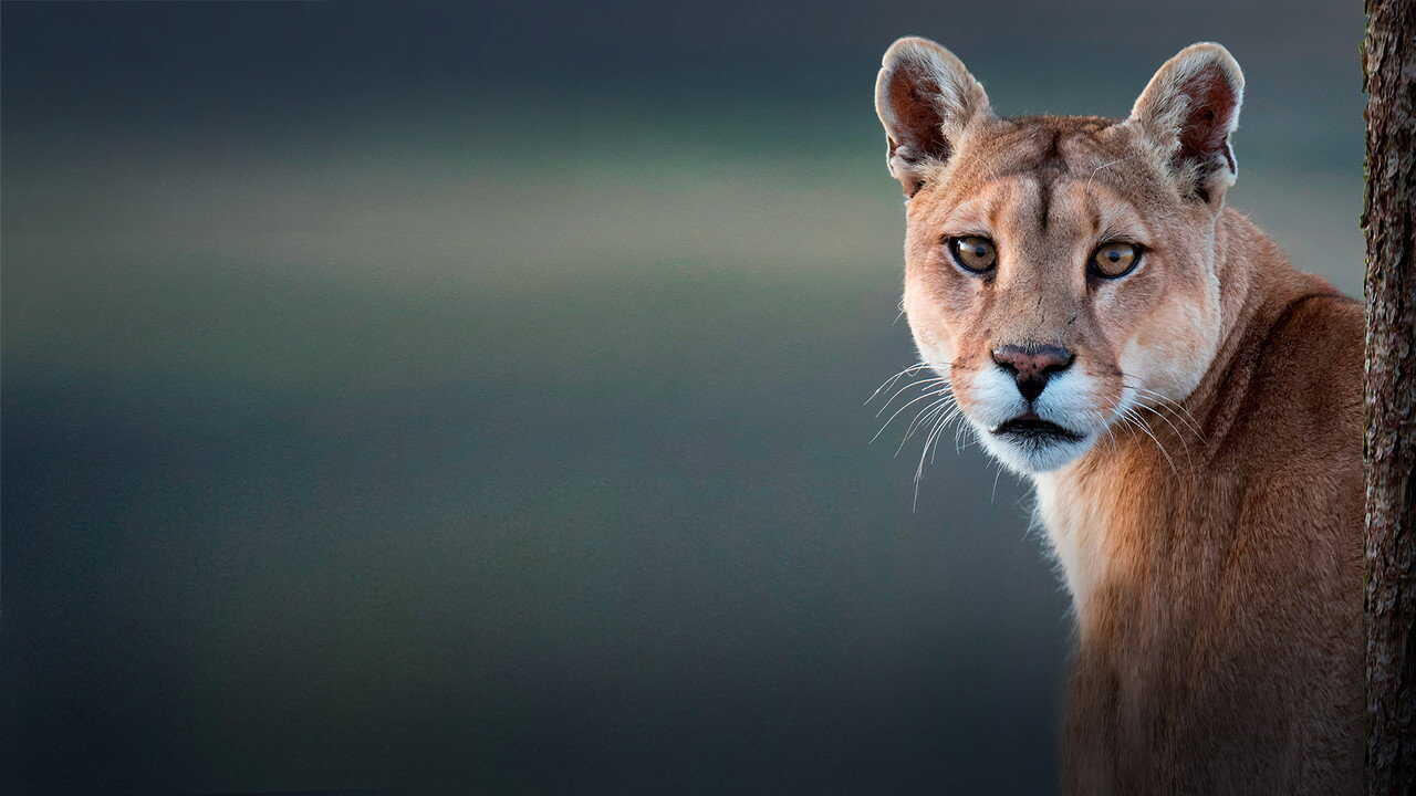 D+ - Wild Chile (GB) 3