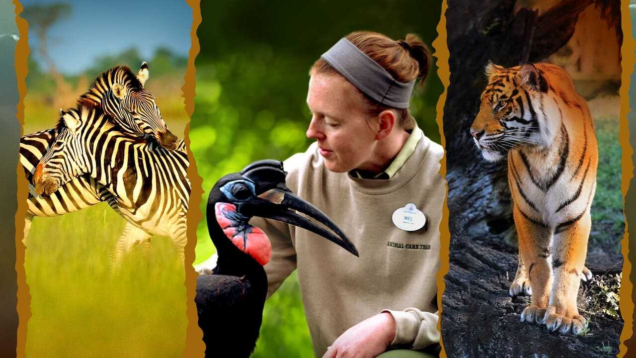 EN - Magic of Disney's Animal Kingdom (2020) 0