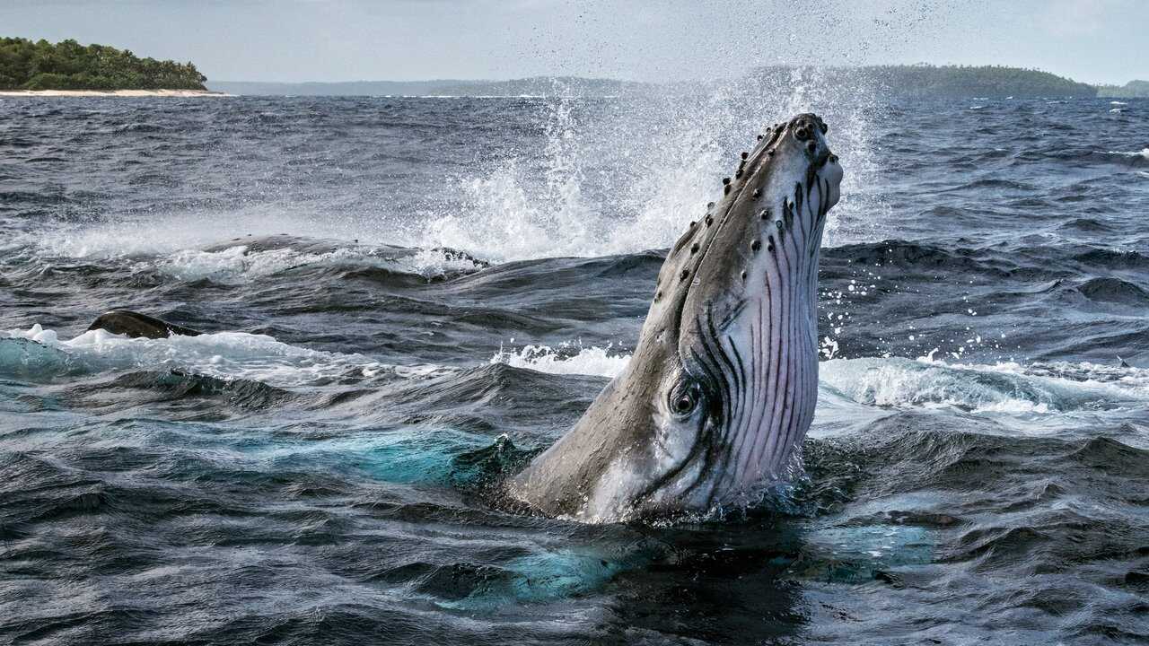 FR - Les Secrets des Baleines 0
