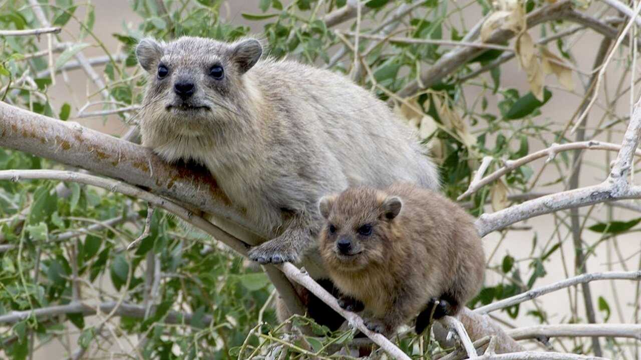 FR - Les réseaux sociaux des animaux 0