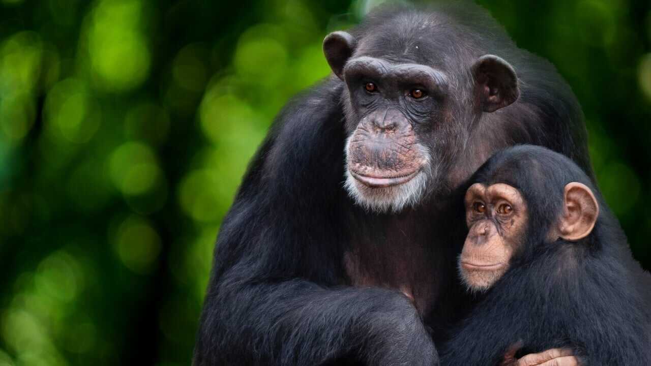 FR - Rencontre avec les Chimpanzés 0