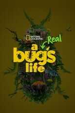 [SE] A Real Bug's Life 12